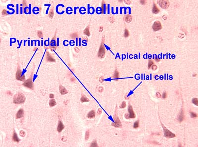 Motor Neuron Slide Labeled Glial Cells